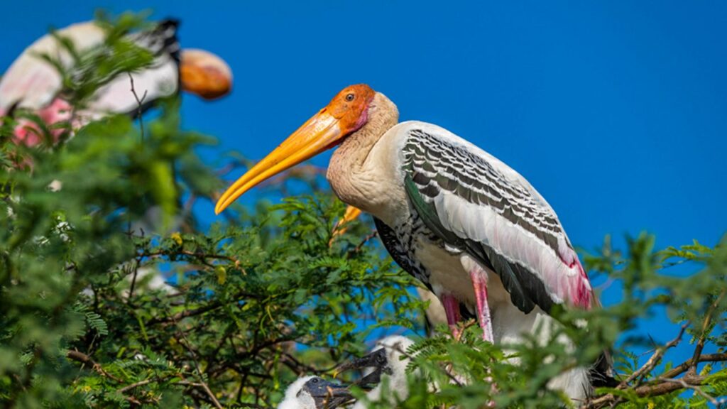 Koonthankulam Bird Sanctuary